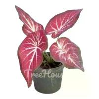 ราคา พร้อมส่งจากไทย รวยล้นฟ้า (Caladium sp.ruaylonfah) กระถาง 4 นิ้ว (1732231303396558077)