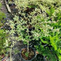 ราคา หูกระจงใบด่าง สูง80-100ซม กระถาง11นิ้ว (1731361692720334535)