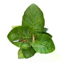 ราคา โชคเก้าชั้น ใบกลม ต้นใหญ่ กระถาง 11 นิ้ว แนะนำ (1732267106468136306)