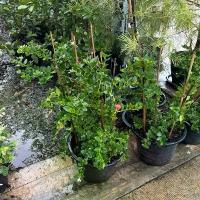 ราคา ต้น มะม่วงหาวมะนาวโห่ญี่ปุ่น กระถาง 12-15นิ้ว รสชาติหวานไม่มีรสเปรี้ยวกินง่ายอร่อยมาก ลูกใหญ่กว่าพันธุ์ไทย (1732747039199823353)