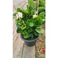 ราคา พุดทรูอินวัน แคระ /กระถาง11" /ต้นสูงประมาณ40cm. (1732054479546254361)