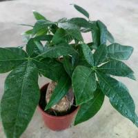 ราคา ต้นศุภโชคไม้มงคล กระถาง3นิ้ว (1731226967645521607)