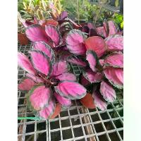 ราคา คล้าใบชมพู คิมสัน (Calathea) ต้นนี้สีสวยมากกก กระถาง5นิ้ว (1732752599564846456)