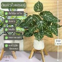 ราคา ต้นหัวใจเศรษฐี +กระถาง +ขาแมงมุมไม้สัก (รุ่นสูง 1 เมตร) **มีโฟมและหินขาวในชุด** l ต้นไม้ปลอมพร้อมกระถางและขาไม้สัก (1729663401369504196)