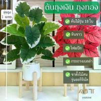 ราคา ต้นถุงเงิน ถุงทอง +กระถาง +ขาไม้สนนอก (รุ่นสูง 1 เมตร) **มีโฟมและหินขาวในชุด** l ต้นไม้ปลอมพร้อมกระถางและขาไม้สน (1729790928892824004)