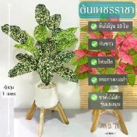 ราคา ต้นเพชรราชา +กระถาง +ขาแมงมุมไม้สัก (รุ่นสูง 1 เมตร) **มีโฟมและหินขาวในชุด** l ต้นไม้ปลอมพร้อมกระถางและขาไม้สัก (1729666384643721668)