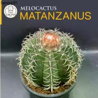 ราคา ที่นิยมมากที่สุด Melocactus matanzanus ไม้เมล็ด กระถาง 4 นิ้ว มีเซปแล้ว (1732288014214595952)