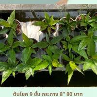 ราคา จัดส่งฟรี กทม ต้นโชคเก้าชั้น โชค 9 ชั้นหน้าวัวใบ กระถาง 8 นิ้ว ต้นไม้โชว์ใบ ส่งทั้งกระถาง ฟอร์มสวย แพ๊คอย่างดี (1732551080659616993)