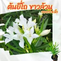 ราคา [จัดส่งทันที] ต้นยี่โถสีขาว ดอกสีขาวล้วน กระถาง 6 นิ้ว(ส่งพร้อมกระถาง) (1732258129735353849)