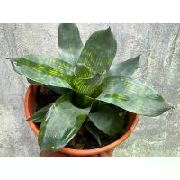 ราคา ขายดี สับปะรดสี Vriesea gigantea Nova กระถาง 6นิ้ว (1732249330137335376)