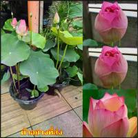 ราคา (1ต้น) ติดดอกแล้ว ต้น บัวหลวง ต้นบัวหลวง ดอกบัวหลวง Lotus tree กระถาง 11 นิ้ว / fadel (1730814536046381397)