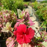 ราคา ต้นชบาเกร็ดทับทิม ชบาด่าง กระถาง 11นิ้ว (1732772411658766023)