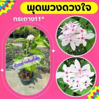 ราคา ต้นพุดพวงดวงใจ #พุดชมพู #กระถาง11”⛔️ทักแชทก่อนการสั่งซื้อ (1731280655397389313)