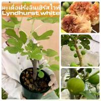 ราคา ต้นมะเดื่อฝรั่งลินเฮิร์ส ไวน์ Lyndhurst กระถาง8นิ้ว ตอนกิ่งต้นสวยๆพร้อมส่ง (1731573923144436074)