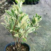 ราคา ต้นดอกพิลังกาสาใบด่าง กระถาง11นิ้ว (1731876862652024519)