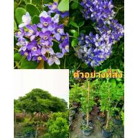 ราคา (1ต้น) สูง 60-70cm กระถาง 11 นิ้ว ต้นแก้วเจ้าจอม ต้น แก้วเจ้าจอม 10 ใบ ชำกิ่ง / Natthaphong (1730195893423868245)