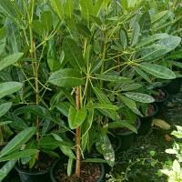 ราคา เหลืองปรีดียาธร กระถาง 11 นิ้ว ต้นสูง 70 เซนติเมตร (กทม) (1732497842058658830)