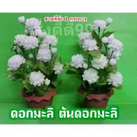 ราคา ดอกมะลิ กระถางดอกมะลิ กระถางมะลิ ขายทีล่ะ1กระถาง ดอกสีขาว มีทั้งดอกบาน ดอกตูม ดัดตกแต่งได้ สวยงาม วันแม่ ดอกไม้ พร้อมส่ง (1731943495041451667)