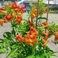 ราคา ต้นทองอุไรสีส้ม กระถาง 11 นิ้ว (1731260711455983303)