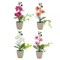 ราคา Phalaenopsis บอนไซ, ตกแต่งดอกไม้, กระถาง (1732098128031614775)