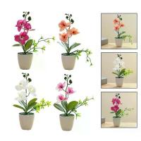 ราคา Phalaenopsis บอนไซ, ตกแต่งดอกไม้, กระถาง (1732041118158391095)