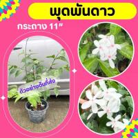 ราคา ต้นพุดพันดาว #พุดพันดาว กระถาง11" (1732251721618983860)