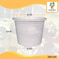 ราคา กระถาง กระถางต้นไม้ กระถางพลาสติก เบอร์ 9 นิ้ว สีขาว 25 ใบ ชิ้น อัน แนะนำ (1731824617815508457)