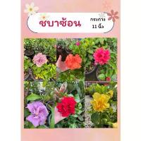 ราคา ต้นชบาซ้อน ชบาฮาวาย ชบาคาร์เนชั่น ทนแดด เลี้ยงง่าย ออกดอกทั้งปี กระถาง11นิ้ว (1732054450552866798)