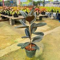 ราคา ♙ต้นยางอินเดีย ต้นไม้มงคล กระถาง 10 นิ้ว✍ (1731771305205270368)