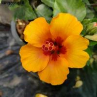 ราคา ขายดีประจำเดือนนี้ ต้นชบาญี่ปุ่นสีส้ม (ดอกเล็ก) ให้ดอกดกตลอดทั้งปี กระถาง 11 นิ้ว (1732184301949781577)