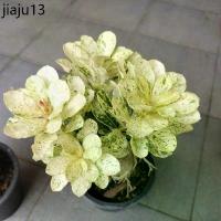 ราคา จัดส่งเฉพาะจุด ชวนชมด่างราชินีหินอ่อน กระถาง 8" ใบขาวด่างสวยส่งพร้อมกระถาง (1731983011041150407)