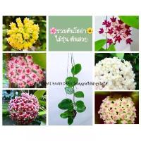 ราคา ♥ต้นโฮย่า ไม้รุ่น รวมหลายพันธุ์ ราคาจับต้องได้ ไม้รุ่นยาว1สายลวด กระถาง4นิ้ว ส่งต้นพร้อมลวดแขวน✦ (1732193454887569254)