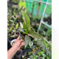 ราคา #โชคเก้าชั้นด่างชมพู ฟอร์มสวย กระถาง 6 นิ้ว พร้องส่ง สินค้าตรงปกค่ะ จัดส่งที่รวดเร็ว (1732602652842624034)