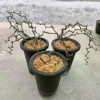 ราคา ต้นซิกแซก กระถาง 4 นิ้ว ยูโฟเบีย เดคาร์ยา Euphorbia Decarya madagascariensis (1731603140182181790)