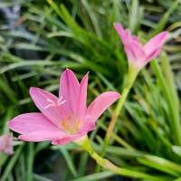 ราคา บัวดินสีชมพู กระถาง 8 นิ้ว ต้นสวย (กทม) (1732777432158733326)