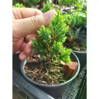 ราคา สนจูนิเปอร์แคระ กระถาง 3นิ้ว (บอนไซ) สนเลื้อยแคระสำหรับทำบอนไซ สินค้าขายดี (1731515311510424419)