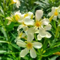 ราคา ยี่โถดอกสีเหลือง กระถาง 11 นิ้ว ต้นสวยและแข็งแรง (กทม) (1731565871505900558)