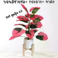 ราคา บอนสี ชายชล +กระถาง + ขาตั้ง สุดคุ้ม ต้นไม้ปลอม (1729789103219706174)