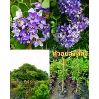 ราคา (1ต้น) สูง 60-70cm กระถาง 11 นิ้ว ต้นแก้วเจ้าจอม ต้น แก้วเจ้าจอม 10 ใบ เพาะเมล็ด / Natthaphong (1730293835780229461)