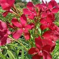 ราคา ยี่โถแดง กระถาง 11 นิ้ว ต้นสวยและแข็งแรง (กทม) (1732121638077302798)