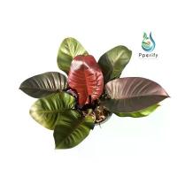 ราคา COD ขายดี กุมารดำเรียกทรัพย์ไซส์ใหญ่ กระถาง 11 นิ้ว (1732779954601559624)