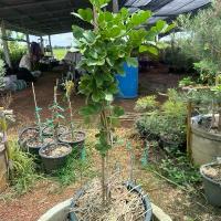 ราคา แก้วเจ้าจอม กระถาง 11นิ้ว (1732279575657154456)