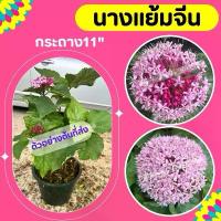 ราคา ต้นนางแย้มจีน #นางแย้มจีน กระถาง 11“ (1732252755320605620)