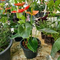 ราคา กระถาง 8นิ้ว + ต้นหน้าวัว (1729735156291439420)