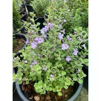 ราคา ต้นนีออนญี่ปุ่น ดอกสีม่วงอ่อน ไม้ประดับทนแดด กระถาง11" (1732055022346929344)