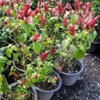 ราคา แดงคีรีบูน กระถาง 11 นิ้ว ต้นสวย (กทม) (1731942449633395726)