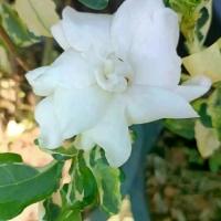 ราคา พุดซ้อนใบด่าง กระถาง 11 นิ้ว ต้นสวยและแข็งแรง (กทม) (1731979187378554894)