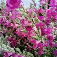 ราคา นีออน กระถาง 11 นิ้ว ต้นสวยและแข็งแรง (กทม) (1731779274962339854)