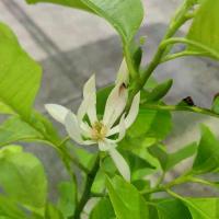 ราคา ต้นจำปีขาว กระถาง 11นิ้ว สูง100-120ซม (1731455772875785927)