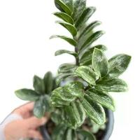 ราคา กวักมรกตแคระ กระถาง 8 นิ้ว ฟอร์มกอ (1731308614783108193)